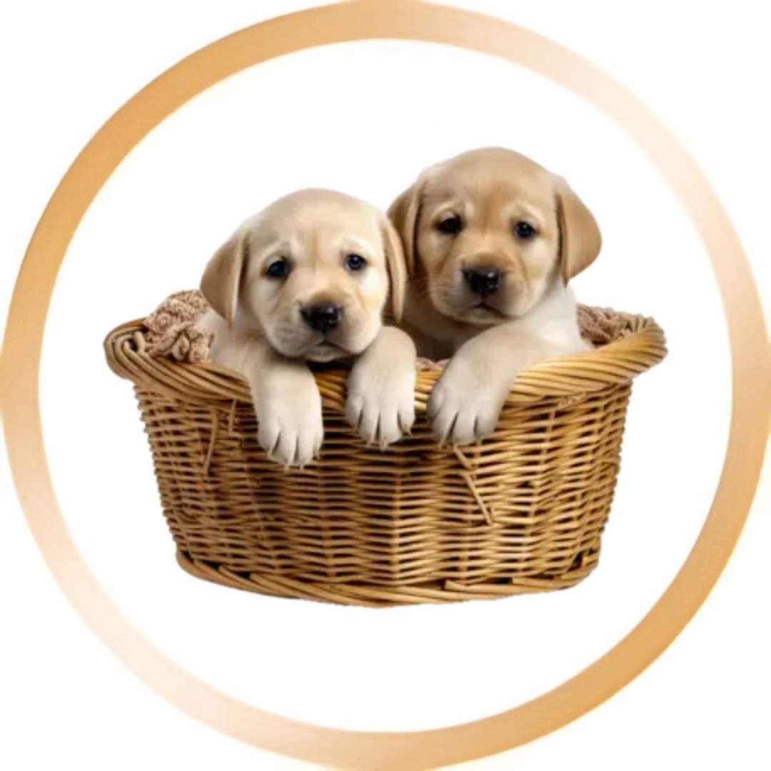 Puppy