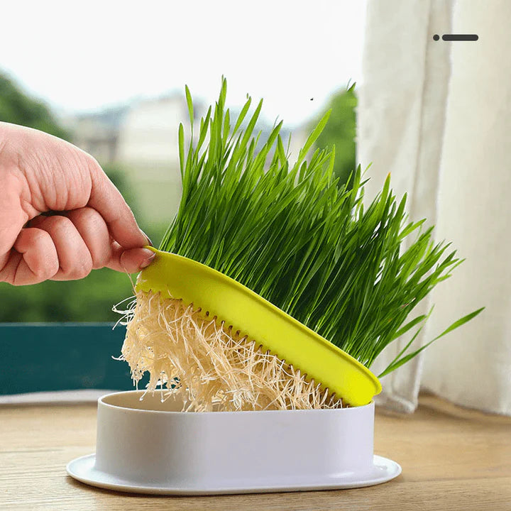 Cat Grass Growing Kit (With Free Seeds)